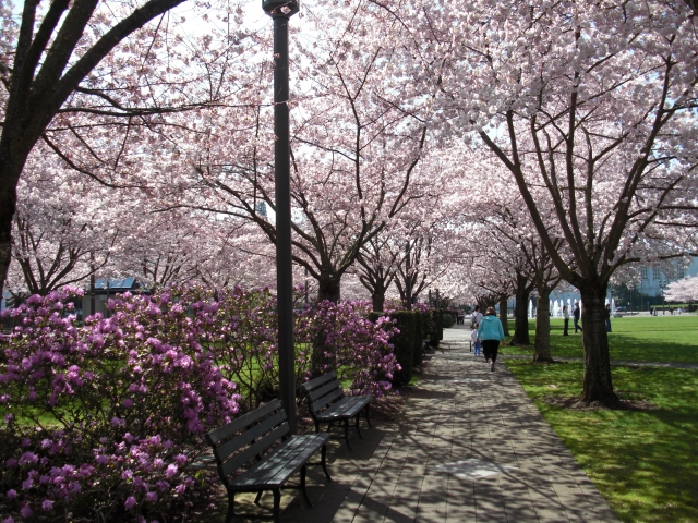 Cherry Blossoms in Capitol Mall in Salem